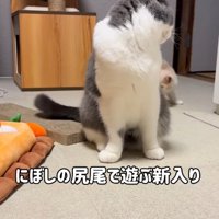 マンチカンの尻尾をつかまえる子猫