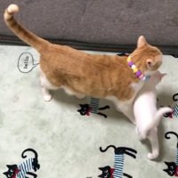 白猫が茶白猫をさえぎる