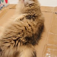 毛繕い中に毛が舌にくっついたペルシャ猫