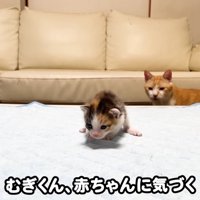 子猫に気づくむぎくん