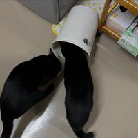 ゴミをあさる2匹の黒猫