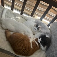 一ヵ所に固まって眠る4匹の猫