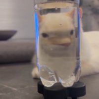 ペットボトル越しに目が離れて見える猫（向かってやや右向き）