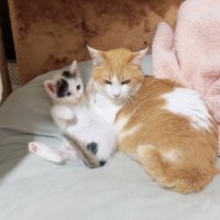 横並びになっている猫と子猫