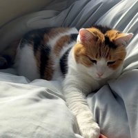 前足をいじっている飼い主