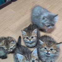 集まる子猫たち