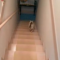 階段を駆け下りる猫
