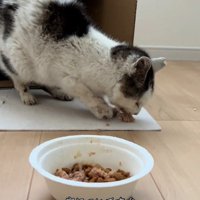 ごはんのお皿の前で食べている猫