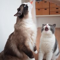 飼い主からおやつを貰うラグドールと、隣でその光景を見つめるブリティッシュショートヘアー