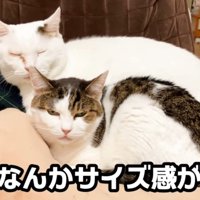 くっついて寝ている二匹の猫