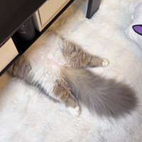 家具の下から見える猫のうしろ足としっぽ