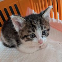 香箱座りをする青い瞳の子猫