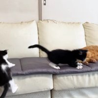 2匹の子猫と寝ている茶トラ猫がソファの上にいる