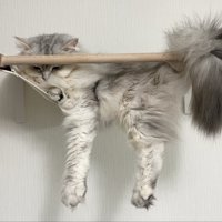 ハンモックから手足を垂らして眠るサイベリアンの様子