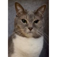 パネルヒーターにいる猫