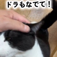 人に抱き着いている猫