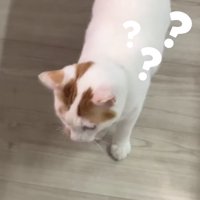 フローリングの上に立っている猫「？？？」