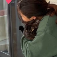抱きしめられる猫