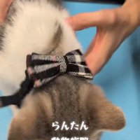 診察台の上にいる猫