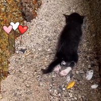 下半身を引き摺る子猫