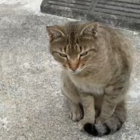 座っている野良猫