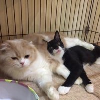 成猫に寄り掛かる白黒の子猫