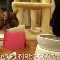 ごはんを食べる2頭
