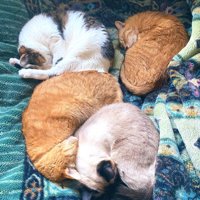 寝ている猫たち