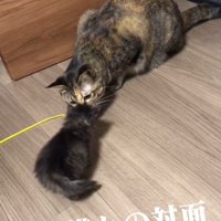 顔を近づける成猫と子猫