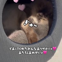 くっついている2匹の猫