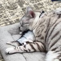 おもちゃの上に顔を乗せて眠る猫
