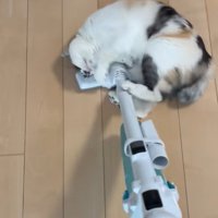 掃除機に背中をこすりつける三毛猫