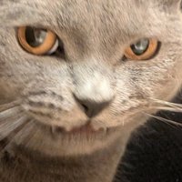 悪い顔をする猫