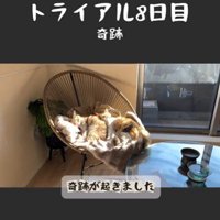 椅子の上で寝ている2匹の猫とそれを撮影している人
