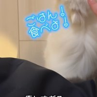 顔を上げる子猫