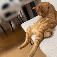 椅子の上に座って項垂れる猫