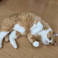 寝転がる猫