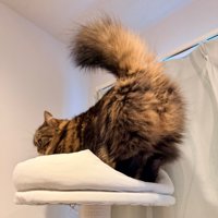 モフモフおしり