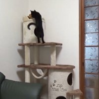 おもちゃをとりにいく猫