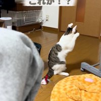 不審な猫