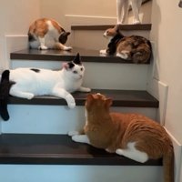 階段にいる猫たち