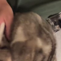 爪を切られる猫