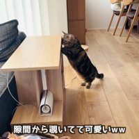 棚の隙間から赤ちゃんを覗き見るキジトラマンチカン