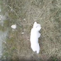 足元に近寄ってくる子猫