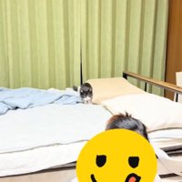 ベッドの上で飼い主さんの髪をねらう子猫とスマホを見る飼い主