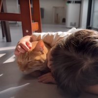 撫でられて嬉しそうな猫