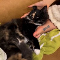 猫の頭を持ち上げる