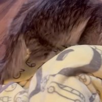 ブランケットの上に立っている猫