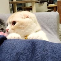 飼い主の脚に手を置く猫