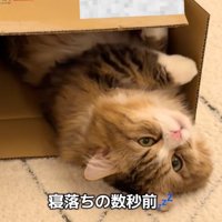 手を出す猫